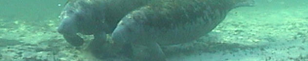 Florida vacation spots, Crystal River vacation spots, swimming, snorkeling, diving, fishing, scalloping, canoeing, kayaking, vacation rentals, waterfront vacation rentals, rentals